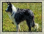 Border collie